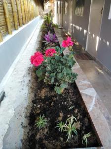 索里托斯HospedajesPerú的走廊里一排鲜花和植物