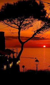 特罗佩阿Dreams Tropea Mare的水边的树,日落