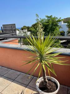罗列特海岸Sunny apartment Sa Boadella big solarium sea view的阳台的锅子里的小棕榈树