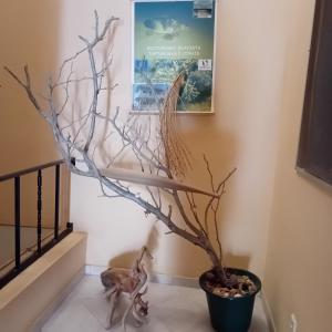 萨尔雷Residencial Rosa Criola的楼梯旁的花瓶中的一棵树
