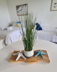 麦凯Dolphin Heads - Resort Unit - Absolute Beachfront! - Whitsunday Getaway!的桌子上两颗星和一个盆栽植物
