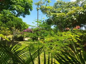 卢塞纳Casa de campo, perto da praia的种满了植物和树木的花园