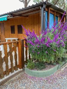 文蒂米利亚罗马露营酒店的一座花园,在木栅栏前种有紫色的花朵