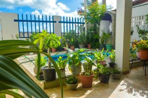 马拉卡贾Casa em Maracajaú的庭院里种着一堆盆栽植物,还有一个游泳池
