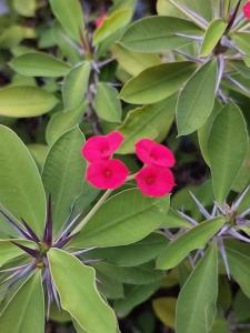 奥林达Cantinho das Olandas的绿叶灌木上两朵粉红色的花