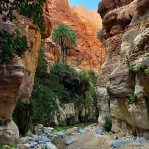 达纳Adventure camping - Organized Trekking from Dana to Petra的一座种植了棕榈树和岩石的峡谷