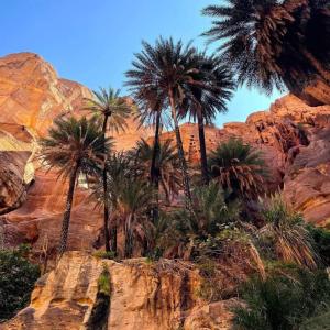 达纳Adventure camping - Organized Trekking from Dana to Petra的岩石山上的一棵棕榈树