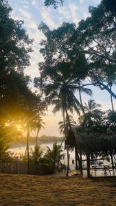阿鲁甘湾Ocean Vibe Srilanka的海滩上的一群树木,伴随着日落