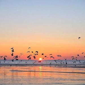 EllonBeautiful house in village Newburgh Ellon的日落时分一群鸟飞过海滩