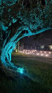 庞贝IL CASALE POMPEIANO的树上灯光的夜景