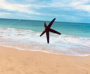 圣玛丽亚Ca GIOgió的一只大海星飞过沙滩