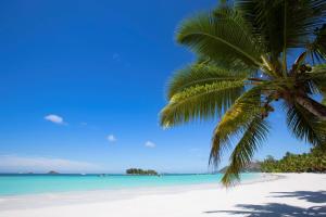 贝圣安那西南阳光酒店的海滩上的棕榈树与大海