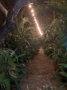 奔巴岛R A GUEST HOUSE PEMBA的一条在夜间穿过棕榈树丛林的小径