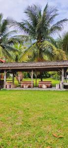 图克图克Sarah's Cottage Toba Samosir的棕榈树公园的长凳
