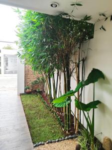 梅里达Mi Espacio的一排竹子植物在墙上