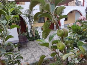 阿雷基帕Casa Baraquel的花园种有苹果树,设有长凳