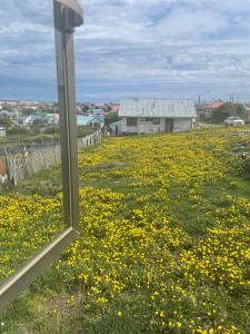 波韦尼尔Cabañas Porvenir Tierra del Fuego的黄色花田的窗户景