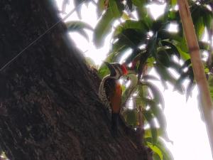 加尔各答Kiran Guest House的鸟儿坐在树上