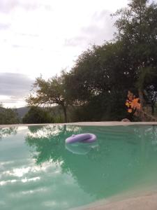 里奥塞瓦约斯Camino al Cuadrado的水中紫色的飞盘