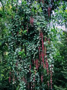 德维科拉姆Suryas farm stay的一种植物,有红色的花朵和绿色的叶子