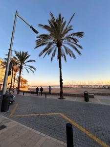 坎帕斯蒂利亚Estudio en Palma de Mallorca a metros de la playa的海滩旁的一条街道上种植了棕榈树