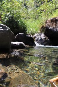 卡利Sapiens house "cabaña del lago"的一群躺在水中的动物