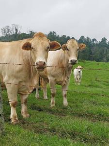 多里戈Fay's Cottage的两头奶牛站在围栏后面的田野