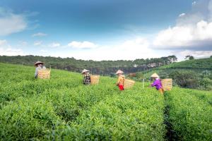 大吉岭StayVista's Tree Tops & Tea Trails - Mountain-View Villa Amidst Tea Plantation with Telescope & Gazebo的一群人带着篮子穿过田野