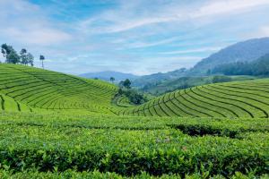 大吉岭StayVista's Tree Tops & Tea Trails - Mountain-View Villa Amidst Tea Plantation with Telescope & Gazebo的山坡上的茶园