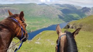 瓦斯代尔下城Scafell and Wasdale Cottages的两匹马站在山顶,望着一条河流