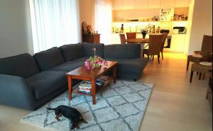 斯德哥尔摩Shared Modern apartment with pets by the waterfront的狗站在客厅里