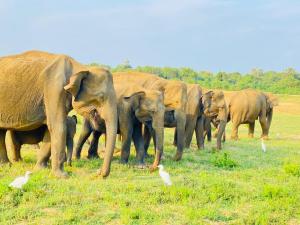 达瓦拉维KANDULA - Infrant Of the National Park -的一群大象站在一片鸟儿的田野上