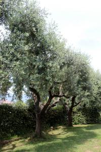 利多迪卡马约雷Il Toscanello的两棵大树,在院子里,下方有长凳