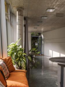 瓦尔德基尔希ArtBau Designhotel的带沙发和一些植物的客厅