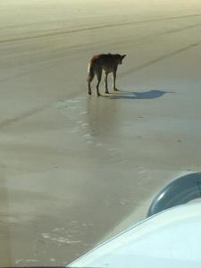赫维湾Seabreeze at Silver Sands Hervey Bay的一只狗站在海滩上喝水