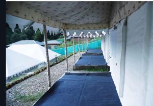 比尔瓦Crazy Cub Camp - A Luxury Campsite的游泳池旁一排帐篷里的秋千