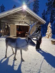 Lampsijärvi越橘地旅馆的一只驯鹿站在小屋前的雪地里
