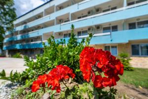 维纳斯Mera Holiday Resort的一堆红色的花在建筑物前面