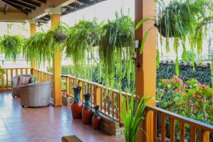 科潘玛雅遗址Hotel Itzae的阳台上种植了花瓶和植物