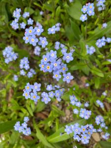 WiscassetMarston House Wiscasset的草上一团蓝色的花