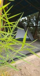 马迪凯里Coorg Derala Camping Tent House的坐在草地旁边的黑色雨伞