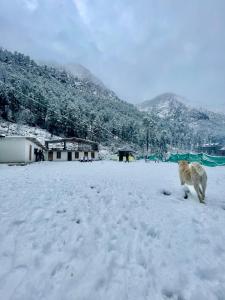 卡索尔Damnbro Cafe & Stay KASOL的狗在雪地里行走