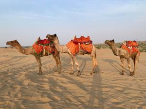 斋沙默尔hostel Wyra home stay Jaisalmer的一群四头骆驼站在沙漠中