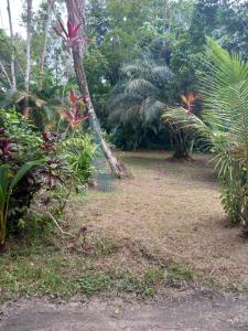 马罗尼河畔圣洛朗JUNGLE HOUSE的种有棕榈树和泥土的花园