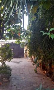 蒙巴萨Masula Homes的一座庭院,里面种着一束植物