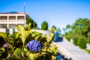 蓬蒂-达巴尔卡Hotel Cotto do Gatto的一座建筑前花园中的蓝色花朵