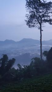 BengkokKartika Lodge的山顶上一棵树,享有美景