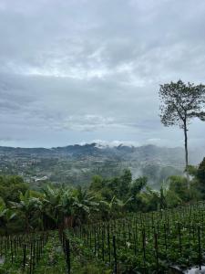 BengkokKartika Lodge的享有葡萄园、树木和山脉的景色