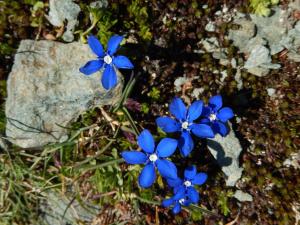 科涅索雷尔酒店的一群蓝色的花朵,坐在岩石旁边