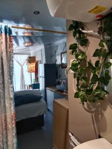 开普敦Cozy Private En Suite Studio的一间设有床铺的房间和一间带植物的厨房